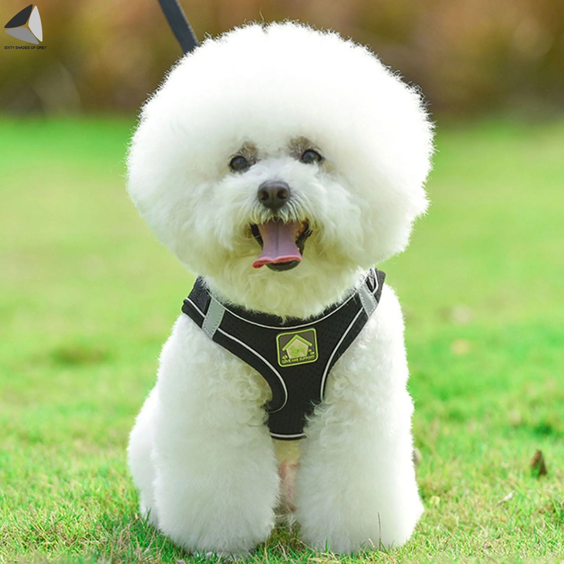 Adjustable No-Pull Dog Harness with Reflective Design and Breathable Mesh, Includes Leash for Small Dogs and Cats (XL, Red)